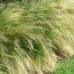 STIPA TENUISSIMA