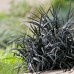 Ophiopogon japonicus Black