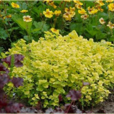 Origanum vulgare "Aureum"