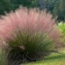 Muhlenbergia capillaris