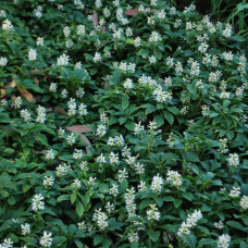 PACHYSANDRA TERMINALIS