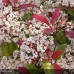 PHOTINIA FRASERI „RED ROBIN“ PHOTINIA FRASERI „RED ROBIN“