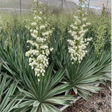 Yucca gloriosa "Variegata" Yucca gloriosa "Variegata"