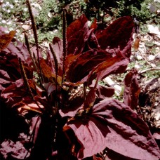 Plantago major Rubifolia Care – crvena bokvica