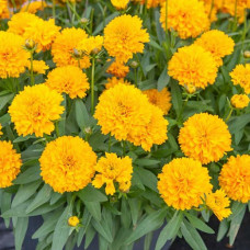 Coreopsis "Golden You"