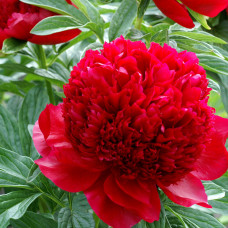 Paeonia patio "Red"