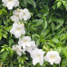 Pandorea jasminoides alba Pandorea jasminoides alba
