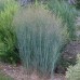 PANICUM VIRGATUM „HEAVY METAL“