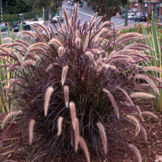 Pennisetum rubrum