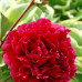 Paeonia “Red Sarah Bernhardt"