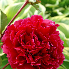 Paeonia “Red Sarah Bernhardt"
