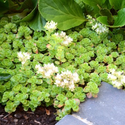 SEDUM SPURIUM