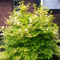 Philadelphus coronarius 'Aureus golden mockorange"