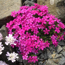 Phlox douglasii crackerjak