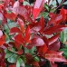 PHOTINIA FRASERI „RED ROBIN“ PHOTINIA FRASERI „RED ROBIN“