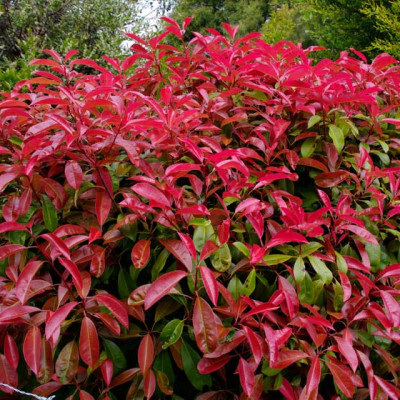 PHOTINIA FRASERI „RED ROBIN“ PHOTINIA FRASERI „RED ROBIN“