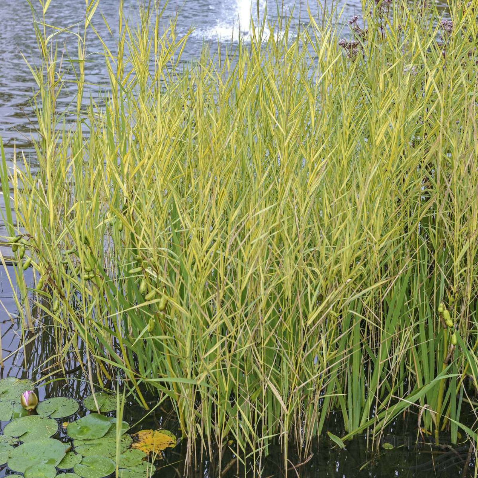 Тростник злаковое растение. Тростник phragmites Australis. Тростник Южный phragmites Australis. Тростник Южный Вариегата. Тростник обыкновенный (phragmites communis.