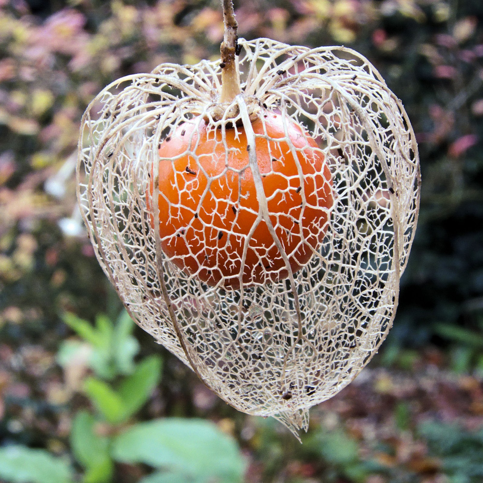 Physalis_alkekengi_%28Echte_lampionplant%29-1600x1600.jpg