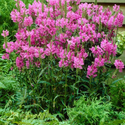 PHYSOSTEGIA VIRGINIANA PHYSOSTEGIA VIRGINIANA