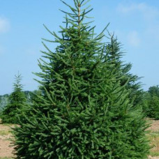 Picea excelsa