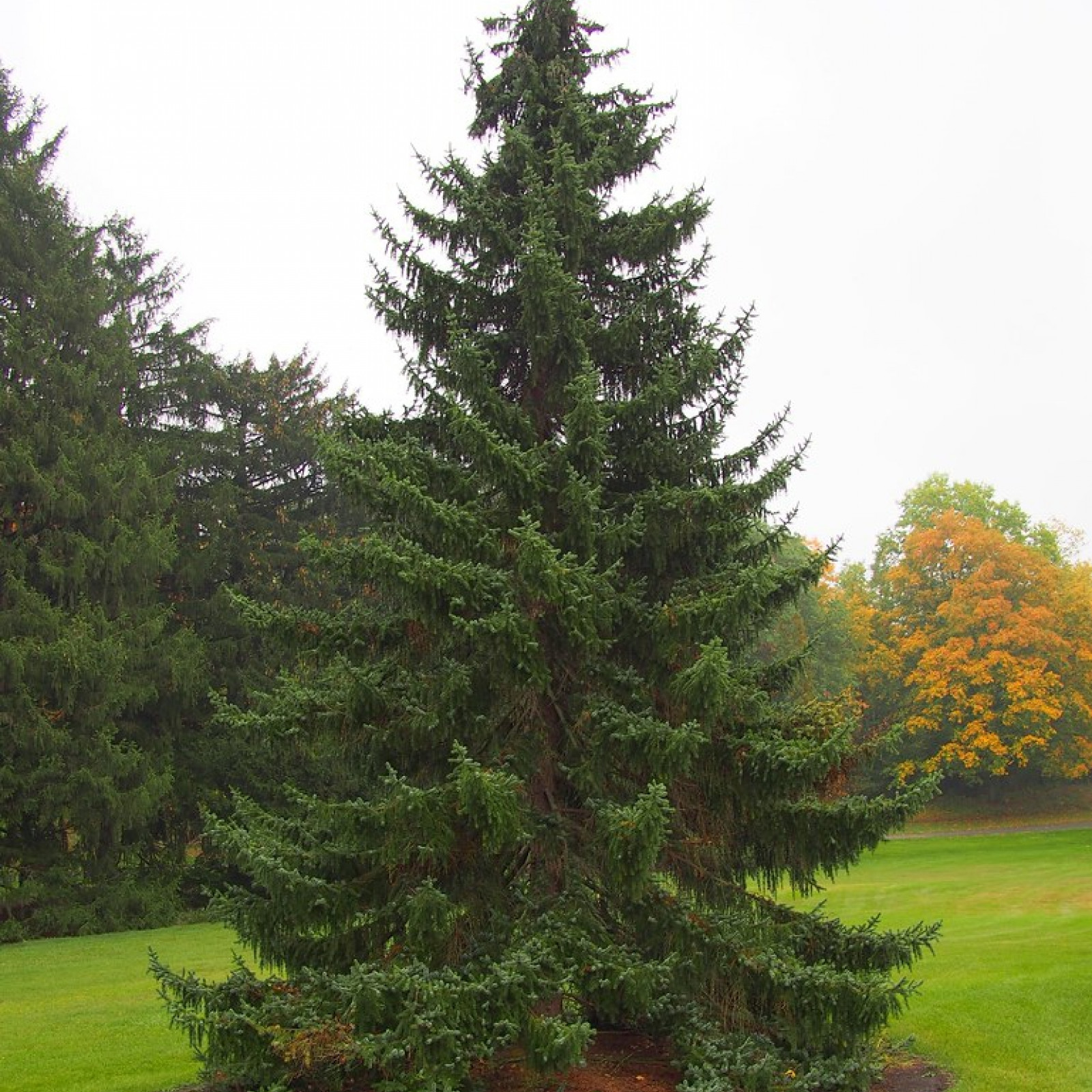 Ель обыкновенная европейская. Ели ду ели ес. Ели ду ели ес. Ель сербская обыкновенная. Ель сибирская picea obovata.