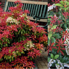 Pieris japonica