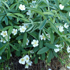 Potentilla alba