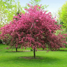 Malus "Brandywine"