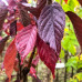 Prunus serrulata "Royal Burgundy"