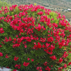 Oleander crveni