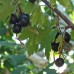 Ribes Odoratum