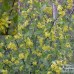 Ribes Odoratum