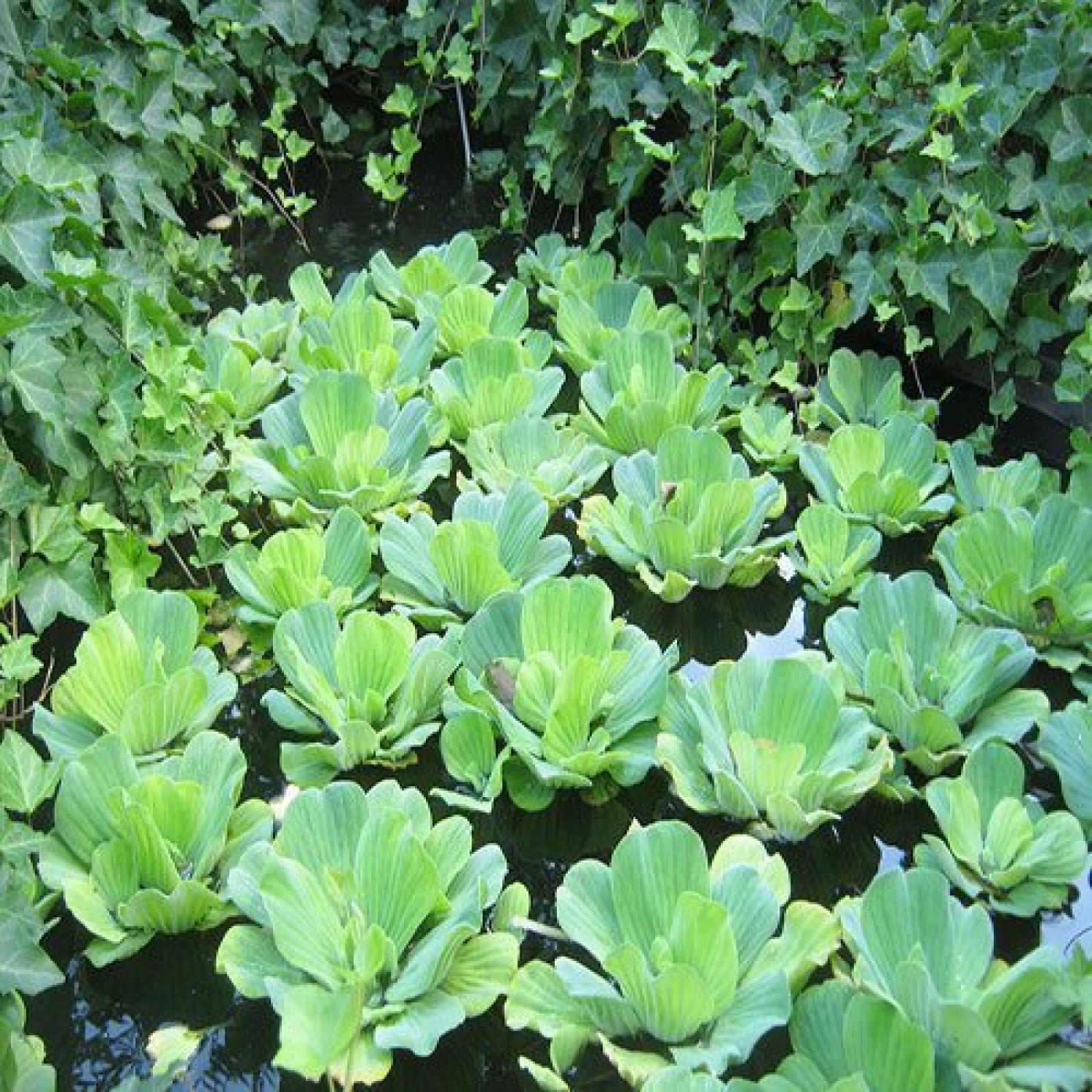 pistia floating lettuce stratiotes rosette physalis peruviana aquatic opis