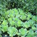 Pistia stratiotes