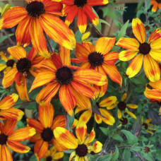 Rudbeckia triloba "Prairie glow"