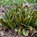 Rumex sanguineus