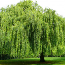 Salix alba "Tristis"