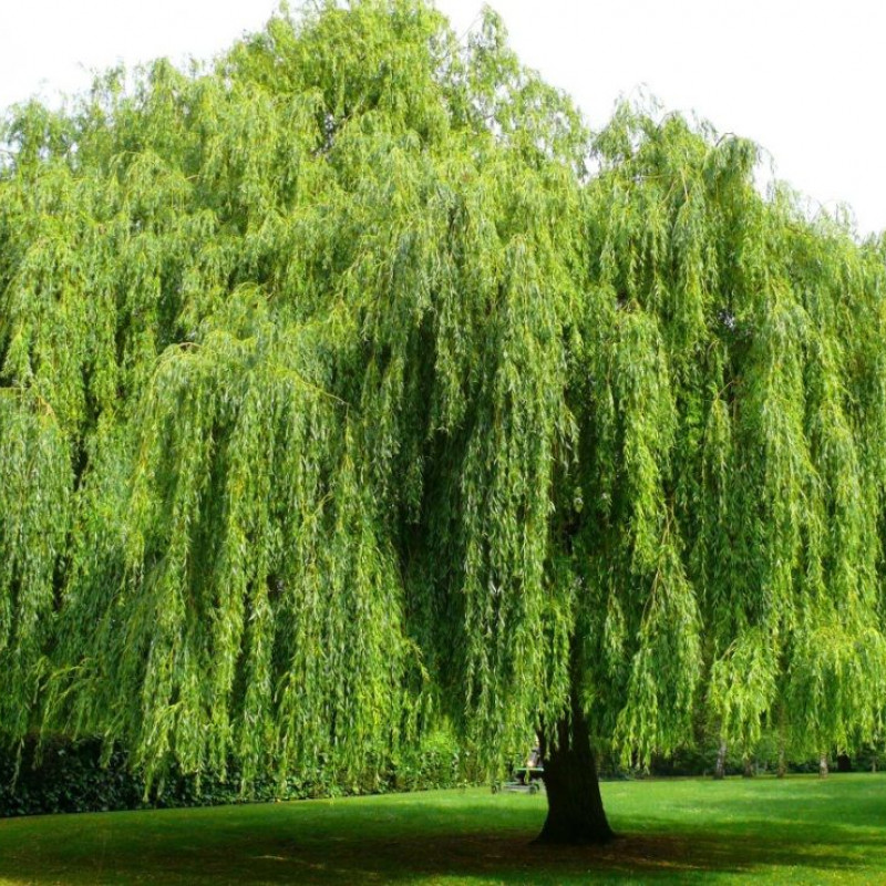 Salix alba "Tristis" Rasadnik „Jelena”