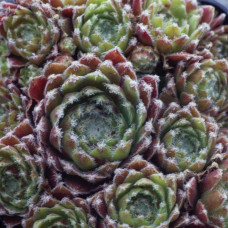 Sempervivum rubin