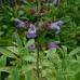 Salvia officinalis "icterina"