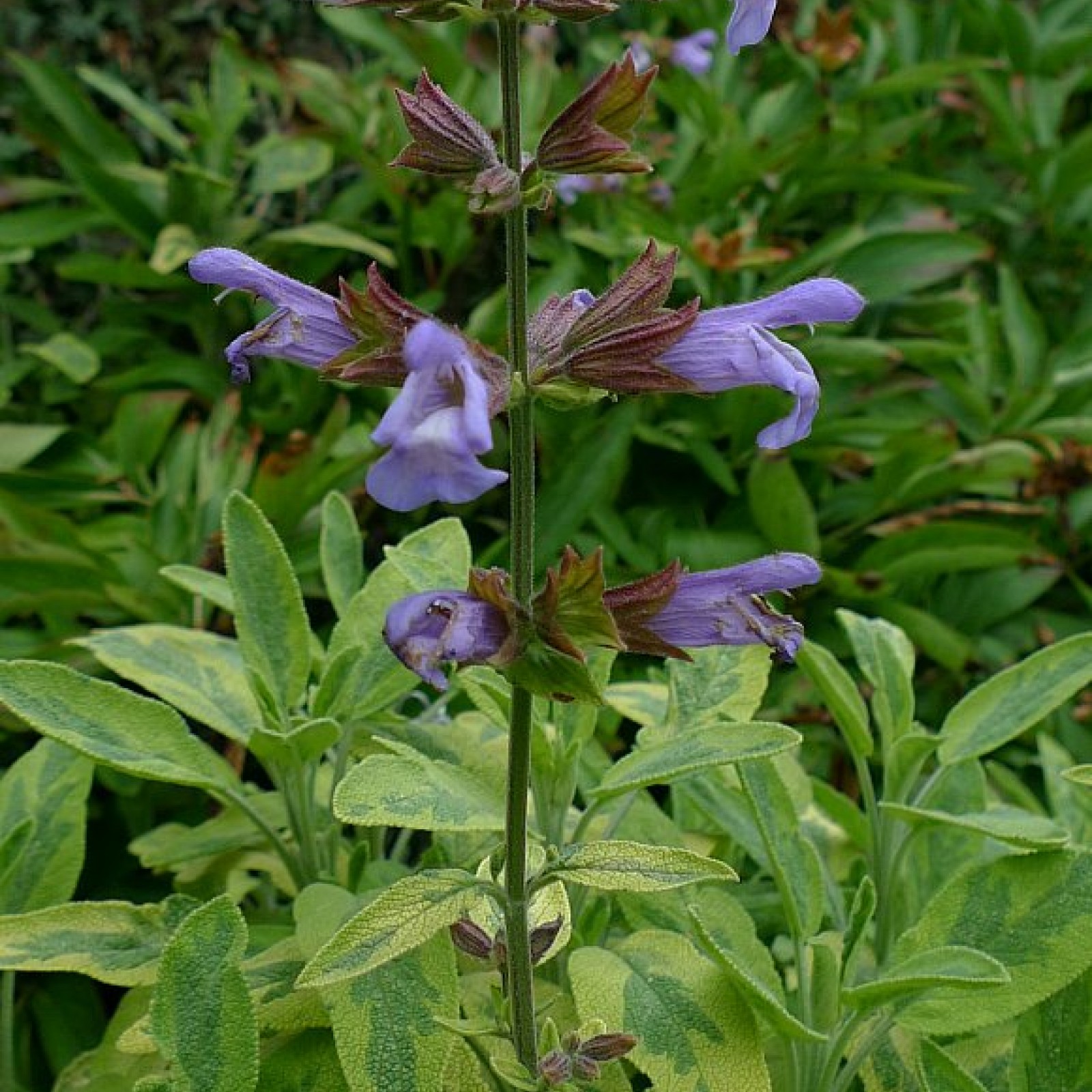 Шалфей Salvia officinalis icterina