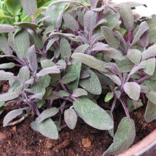 SALVIA OFFICINALIS PURPURASCENS