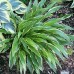 Hosta 'Sandhill Crane'