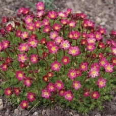 Saxifraga x arendsi "Purple robe "