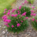 ARMERIA MARITIMA „DÜSSELDORFER STOLZ“ ARMERIA MARITIMA „DÜSSELDORFER STOLZ“