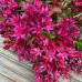 Sedum spurium "Coccineum" Sedum spurium "Coccineum"