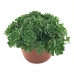 Sedum pachyclados Sedum pachyclados