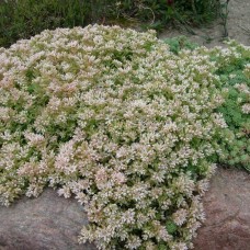 Sedum hispanicum