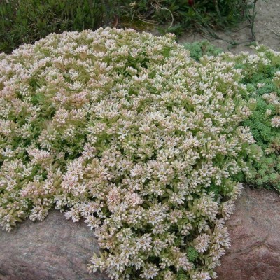 Sedum hispanicum