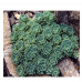 Sedum pachyclados Sedum pachyclados